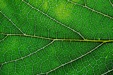 Mulberry leaf texture abstract background with closeup view on v