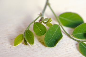 Moringa leaf on wooden board background