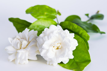 Jasmine flowers isolated on white