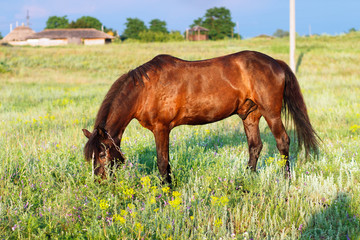 Naklejka na ściany i meble Brown horse grazing on a leash, horse in the field at the evening