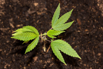 California Medical Marijuana New Growth 