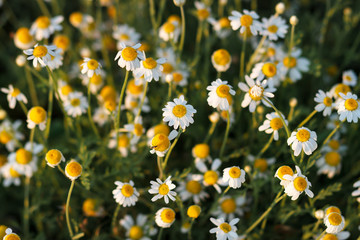 background with chamomile flowers. Flower texture. Focusing on the central daisy