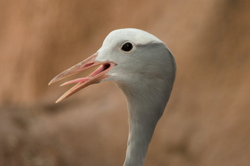 Egret