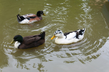 Three ducks on water  