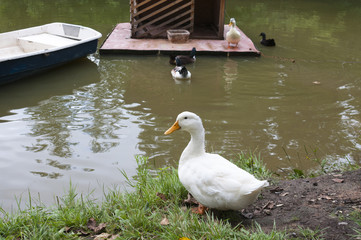 White goose in front of a pond  