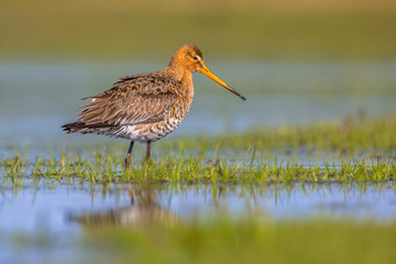 Black tailed Godwit standing in shallow water of a wetland