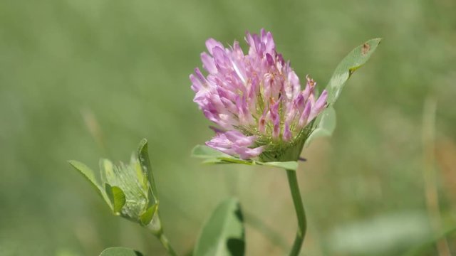 Shallow DOF red clover herbaceous specie plant in the field 4K 2160p 30fps UltraHD footage - Trifolium pratense purple flower hidden in grass 3840X2160 UHD video 