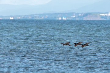 Fototapeta premium Flock of pelagic cormorant flying over Pacific Ocean.