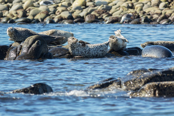 Naklejka na ściany i meble Pusa is a genus of earless seals.