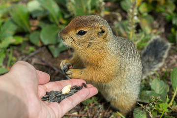 Naklejka na ściany i meble Arctic ground squirrel eats seeds from human hands. Kamchatka.