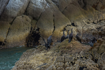 Pelagic cormorant nesting on the rocks in Pacific Ocean.