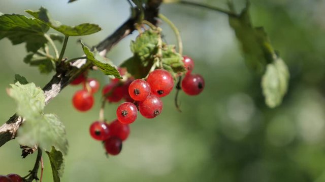 Tasty small red berries on Ribes rubrum plant natural close-up 4K 2160p 30fps UltraHD footage - The redcurrant deciduous shrub healthy fruit shallow DOF 3840X2160 UHD video 