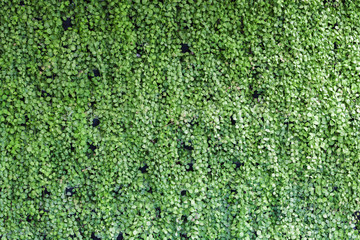 Vine Branch on wall background