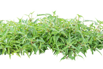 vine plants isolate on white background