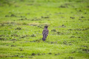 American Robin (Turdus migratorius)