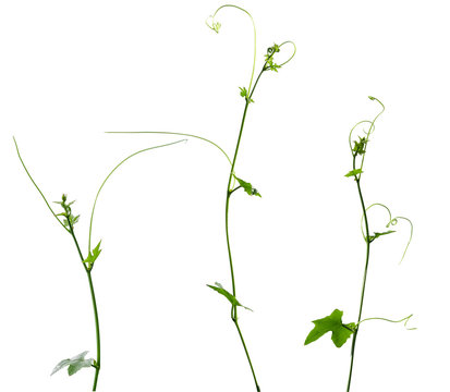 Vine plant isolated on white background
