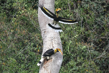 Couple of Great hornbill in nature, at Kaeng Krachan National Park, Thailand