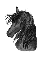 Horse head sketch of black arabian stallion