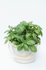 収穫したバジル