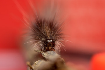 Black and hairy caterpillar