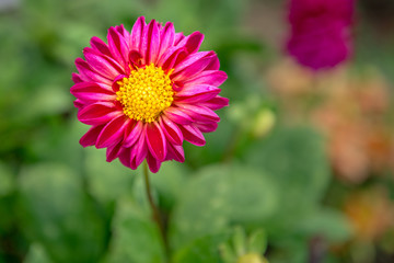 Obraz premium Close-up of Beautiful flower