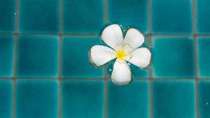 Plumeria
