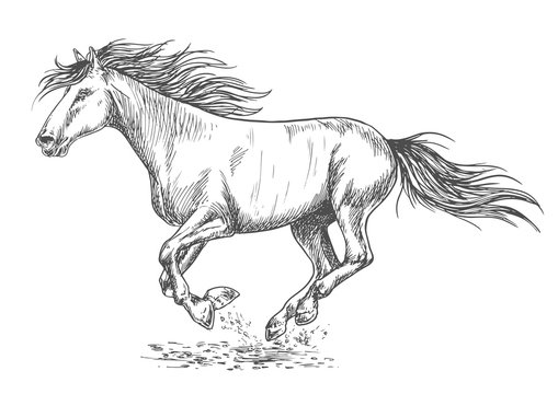 Rush running horse sketch portrait