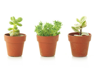 Fototapeta premium succulent plants in small pots, white background