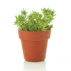 succulent plant in a small pot, white background