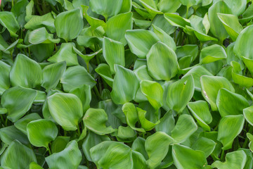 Obraz premium Leaf green background