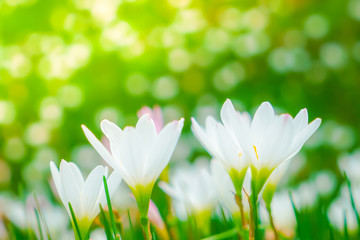 Beautiful White bunch flowers on green grass background .