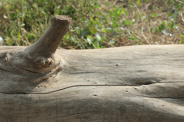 Tree timber texture for background.