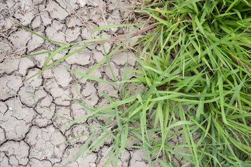 green grass on dry crack soil