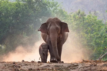 Fotobehang Moeder en babyolifant lopen samen © tanjaistudio