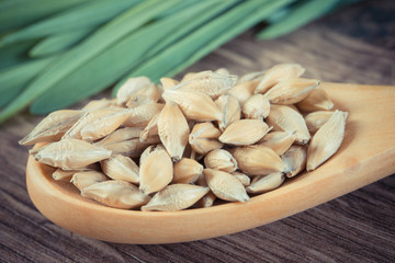 Vintage photo, Closeup of barley grain on spoon and barley grass in background, body detox