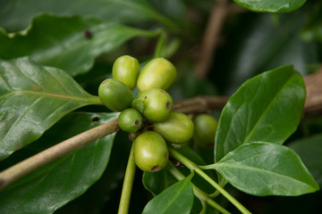 Green coffee beans growing on the branch