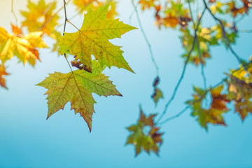 Beautiful Colorful Autumn Leaves
