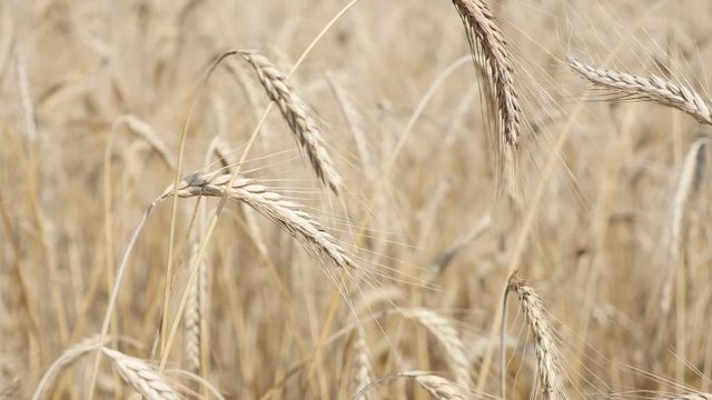 Wheat golden fields organic crop on the wind shallow DOF 2160p 30fps UltraHD footage - Before harvest riticum genus rye food cereals plantation 4K 3840X2160 UHD video