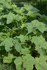 fresh green abelmoschus esculentus leaves in nature garden