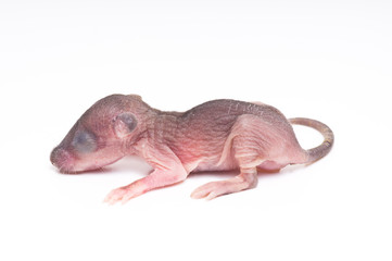 New born rat, baby rat on white background