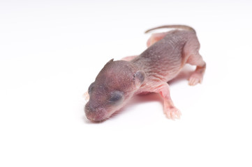 New born rat, baby rat on white background
