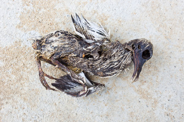 remains of bird