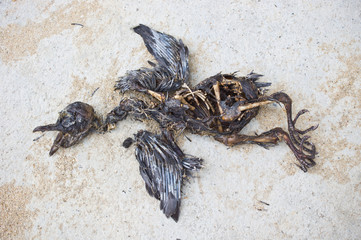 remains of bird