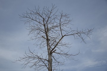 dry branch dead tree