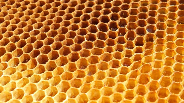Honeycomb full of honey. Golden wax texture