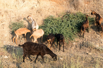 Goats and sheep farm animals