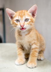 Cute brown kitten sit on outdoor backyard