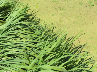 reed leaves abowe water covered by duckweed