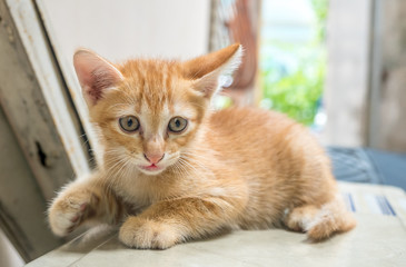 Cute brown kitten sit on outdoor backyard