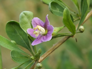 Goji berry flower